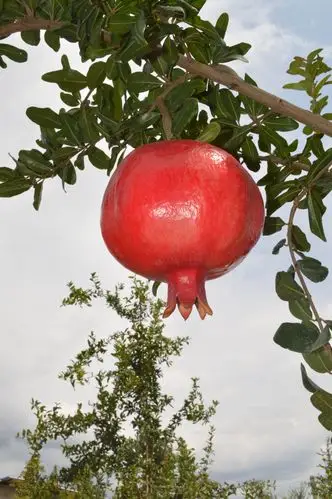 河南榴开百子园食品销售有限公司的红如意软籽甜石榴中秋礼品包装