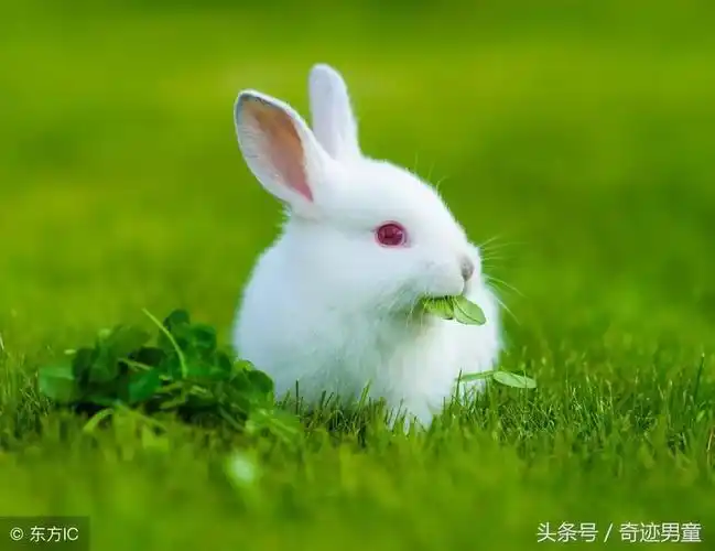 灰兔的眼睛为什么是红的