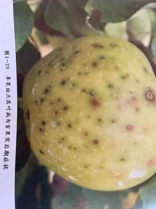 苹果斑点落叶病