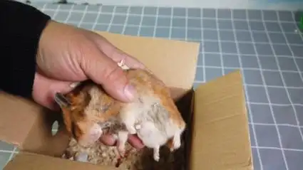 养了一年多的仓鼠死掉了,不知道是老死的,还是冷死了,伤心