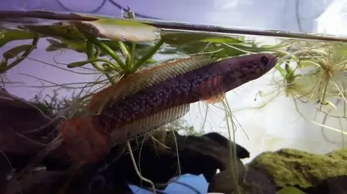 求证七彩雷龙公母(福州小虫) - 雷龙斗鱼 - cta南美水族 - powered by