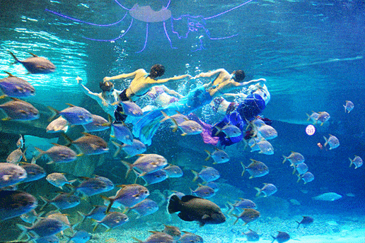 蓬莱海洋极地世界恢复开放的公告