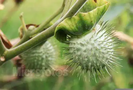 植物果实是球形,上面长满尖刺