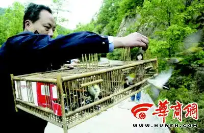 鸟儿离开笼子,唧唧喳喳地重返大自然,可就在10多个小时前,它们还被