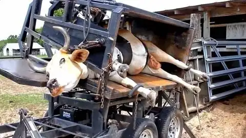 牛儿被迫侧躺"上刑",满脸都是惊恐,牛:救命啊!杀牛了呀!