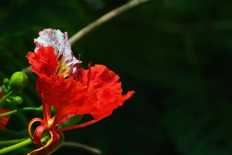 凤凰花图片花卉鲜花花朵凤凰花