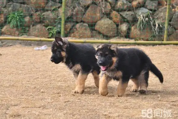 贵宾 精品德牧幼犬个人出售领养德牧犬幼崽纯种宠物狗转让出售德国