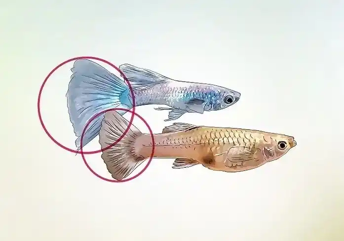 原创如何分辨孔雀鱼的雌雄