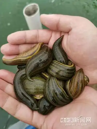 眼前出现800万尾蚂蟥是什么感受!丨记者带你看看冰城"虫谷"秘境