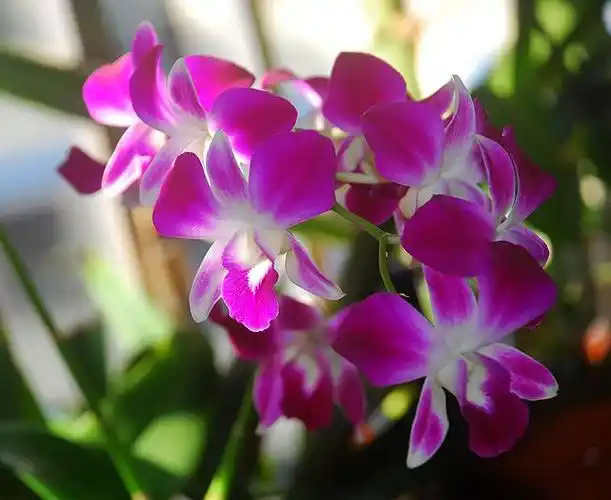 八月洋兰开_看图_洋兰吧_百度贴吧