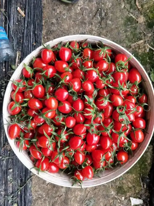 玲珑圣女果供应]已上新,机不可失,失不再来,各位老板快来砸单吧!