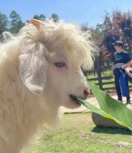 长得像戳爷的羊羊