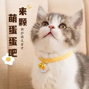 小猫围巾图片