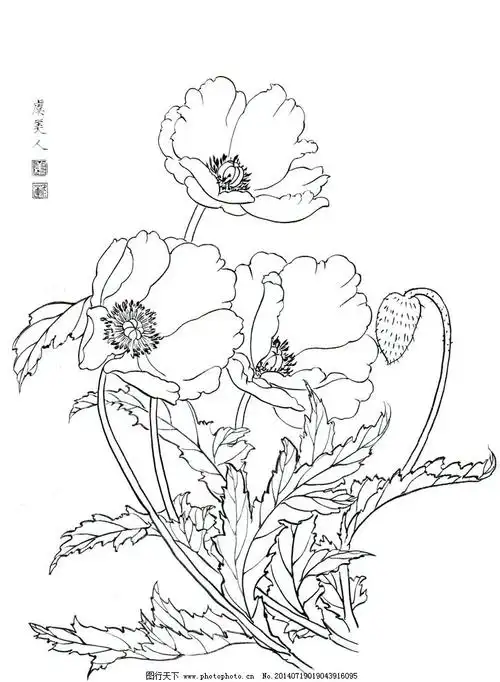 虞美人图片手绘 - 花百科