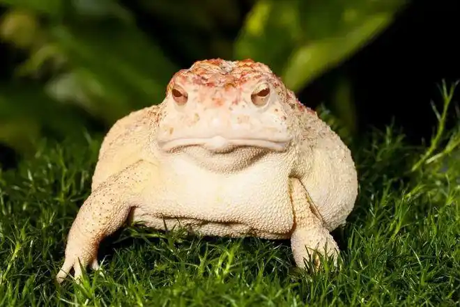 白化的伍德豪斯蟾蜍白化美国蟾蜍,日蚀眼太漂亮了.