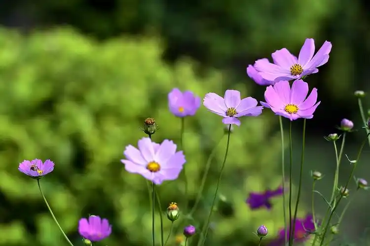 一丛优雅的格桑花图片第2张