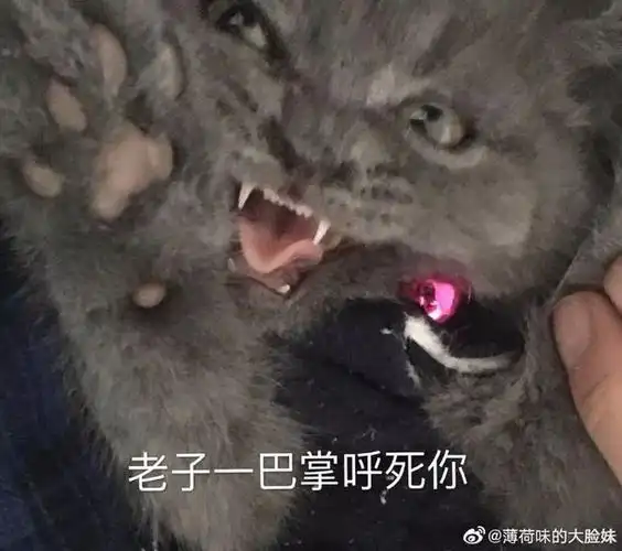 不然老子就…"03活成表情包系列"非礼啊,这里有人白嫖不给罐头"平时软