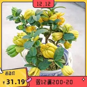 佛手盆栽瓜苗盆景带果发货千佛手苗庭院阳台室内客厅绿植花卉摆件