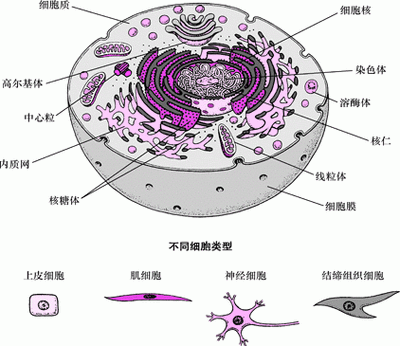 细胞内部结构