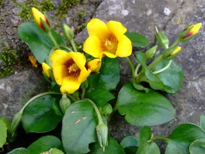 p>过路黄(拉丁学名: i>lysimachia christinae  /i>hance),别名: a