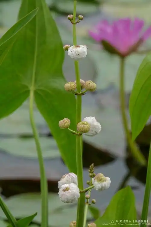 首发重瓣慈姑花