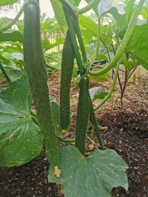 高产黄瓜品种