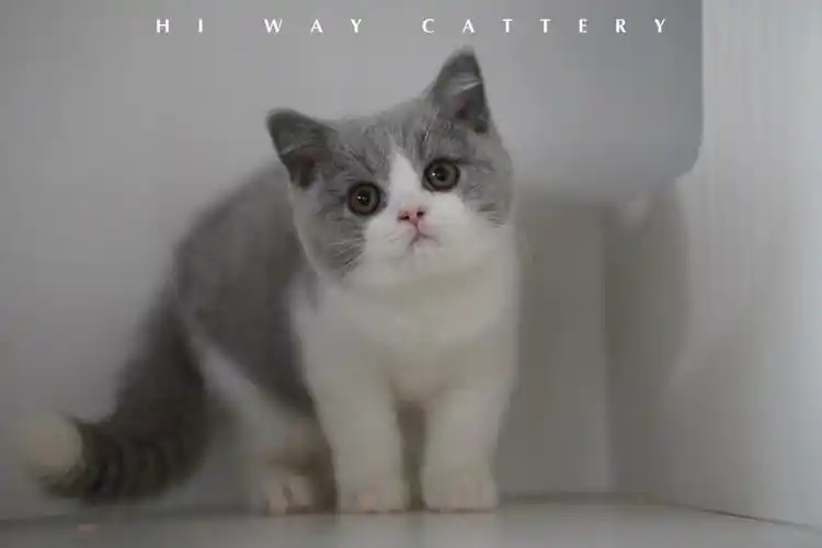 英短靓照超级甜美的蓝白英短天天抱着吸