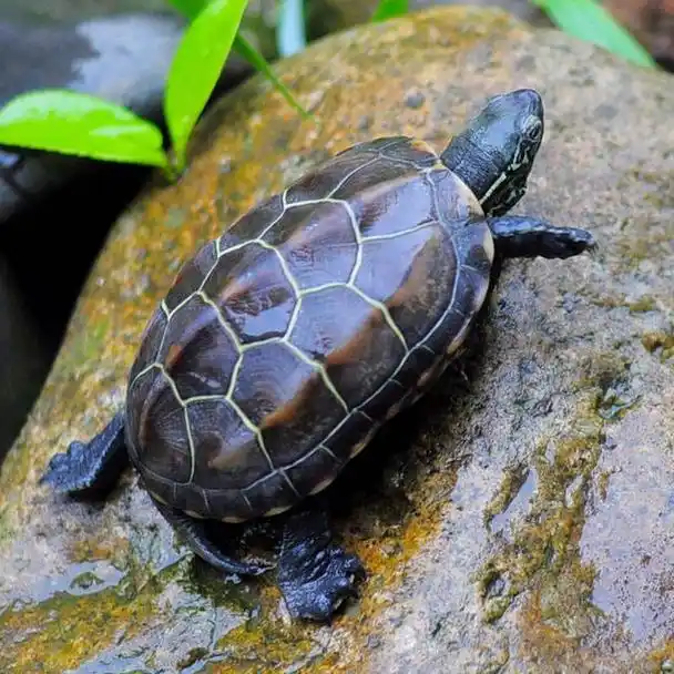 草龟能长多大多重?它喜欢吃什么?