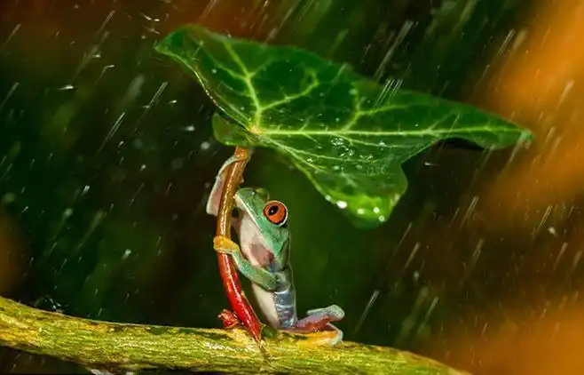 英国摄影师雨天抓拍小树蛙为同伴"撑伞"(高清组图)【3】