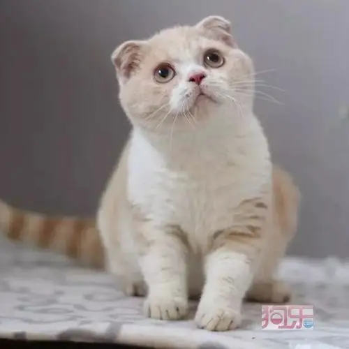 暹罗猫多少钱纯种暹罗猫 自家家养繁殖暹罗猫蓝眼猫咪暹罗猫