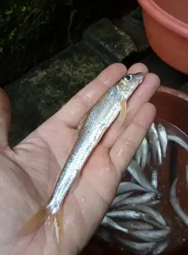 这种小鱼,一些鱼贩收购了到镇上市里卖都是三十元一斤的,还是有价无货