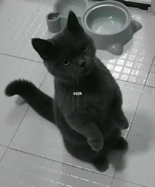 英短蓝猫小黑黑