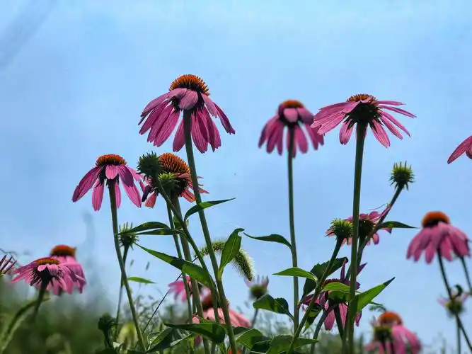 其它 松果菊 写美篇手机拍摄:无语 拍摄地点:兴平庄头八里村 花海简介