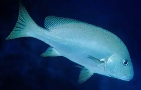 请问哪位知道这是什么鱼?海里的