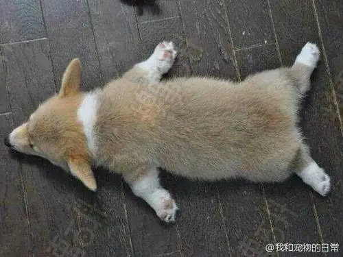 可爱吧^ω^,我给它取得名字叫"翻滚吧牛宝宝"