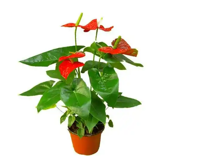 红掌图片(红掌叶子发黄焦边干枯是怎么回事)