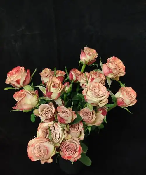 昆明玫瑰卡布奇诺国产多头10枝扎a级