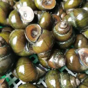 【大田螺超大图片】大田螺超大图片大全_q友网