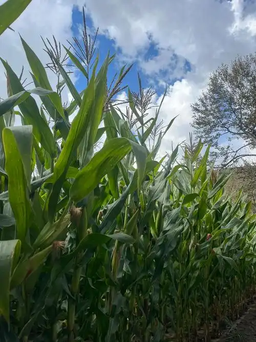 玉米地里的秋天#属于秋天的颜色 - 抖音