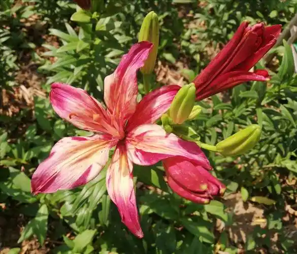 尔丛香百合,一架粉长春.——文瀛公园百合花展