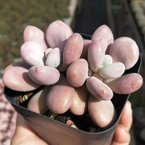 巨多肉 桃蛋 多肉植物桃之卵老桩大棵组合盆栽花卉一物一拍萌肉肉