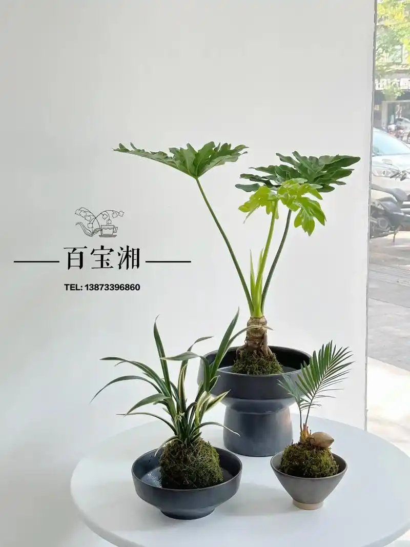 春羽97.97寓意:希望,生机     就像它的样子,永远 - 抖音