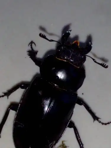 默认排序|按时间排序 7条回答  2014-06-04 08:36 yt1169|三级 金龟子