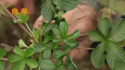这是治疗刀伤的草药,户外人士必备