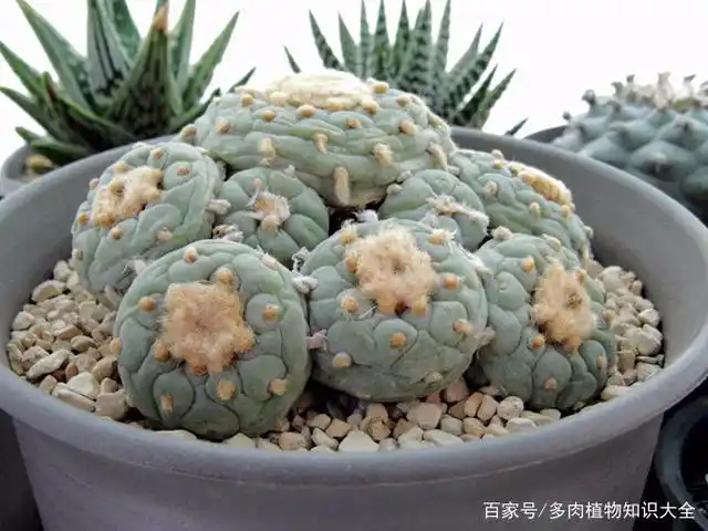 仙人球界的贵货们,一起来见识见识吧