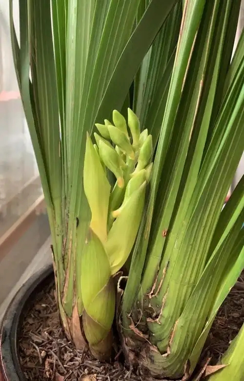 大叶蕙兰花怎么养(大叶蕙兰花养殖方法和注意事项)