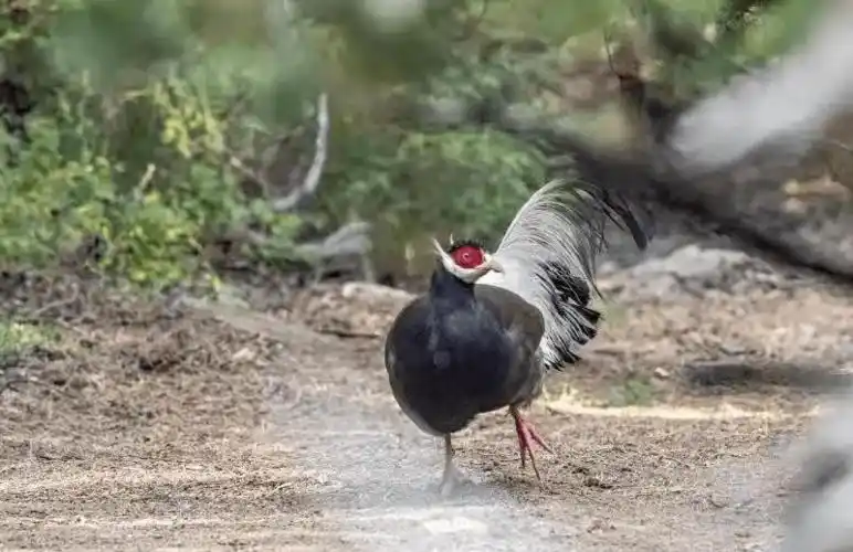 山西清徐县发现2只"大野鸡",性情刚烈,意味着什么?_褐马鸡