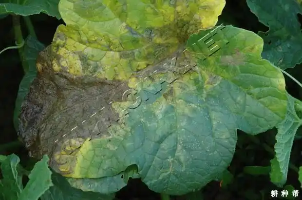 甜瓜疫病用什么药防治?附图片