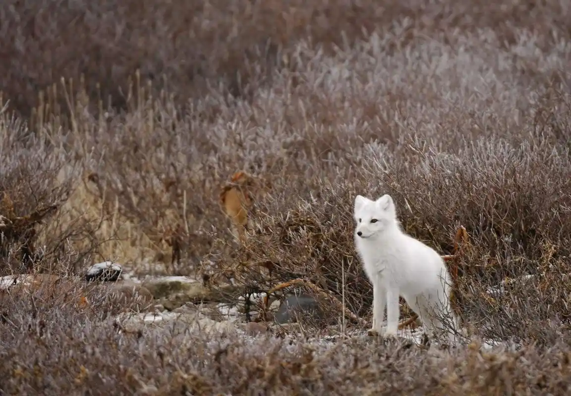 故事:白狐为报救命之恩,在恩人坟前守候千年,善念终成善报