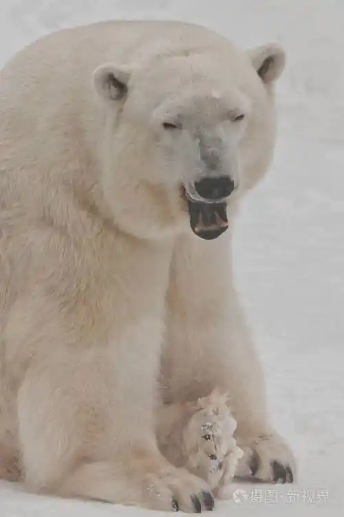 雪地上的北极熊是一种强壮的北方动物